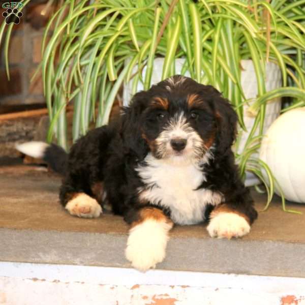 Kia, Mini Bernedoodle Puppy