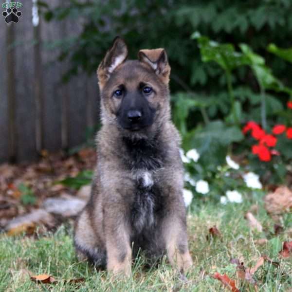 Kia, German Shepherd Puppy