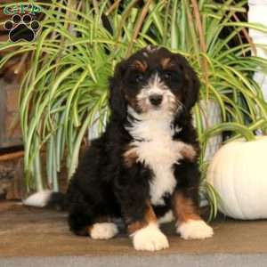 Kia, Mini Bernedoodle Puppy