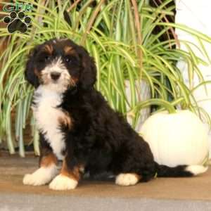 Kia, Mini Bernedoodle Puppy