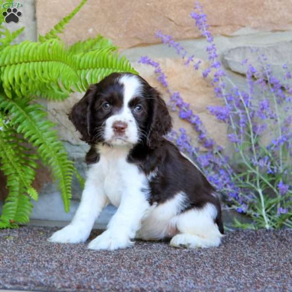 Kierra, Cocker Spaniel Puppy