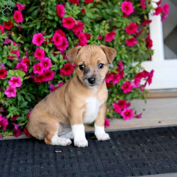 Kierra, Jack Russell Mix Puppy