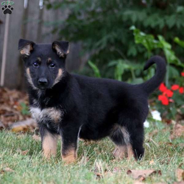 Kierra, German Shepherd Puppy