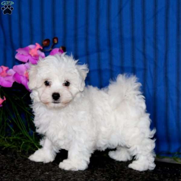 Kierra, Bichon Frise Puppy