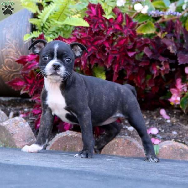 Kierra, Boston Terrier Puppy