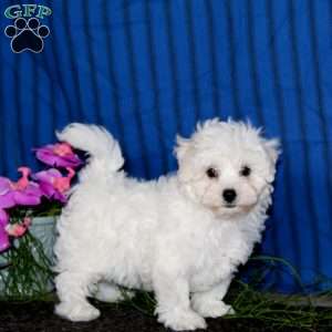 Kierra, Bichon Frise Puppy