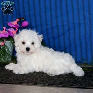 Kierra, Bichon Frise Puppy