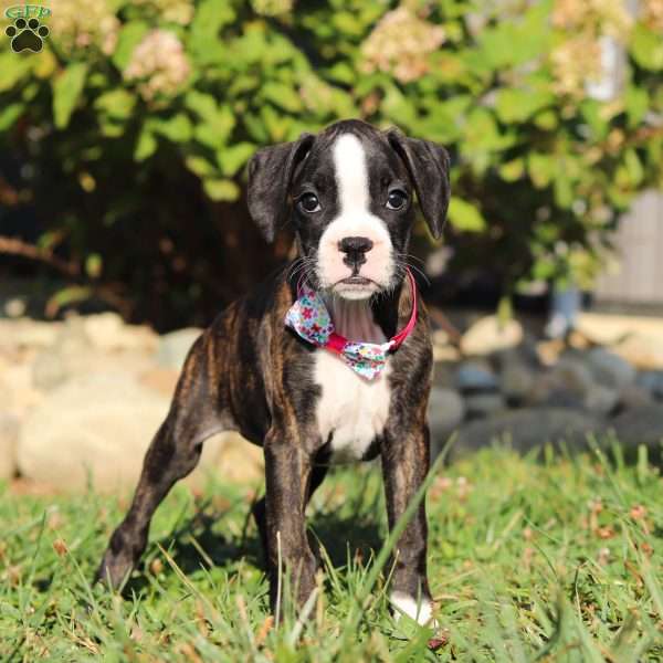 Kiki, Boxer Puppy