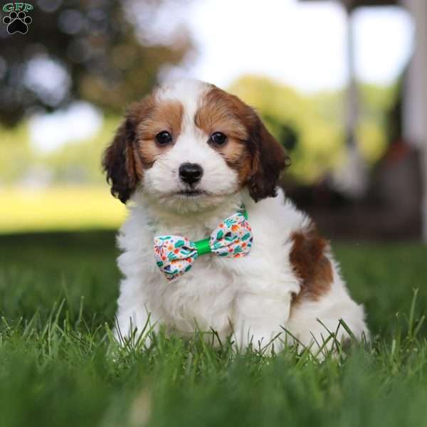 King, Cavachon Puppy