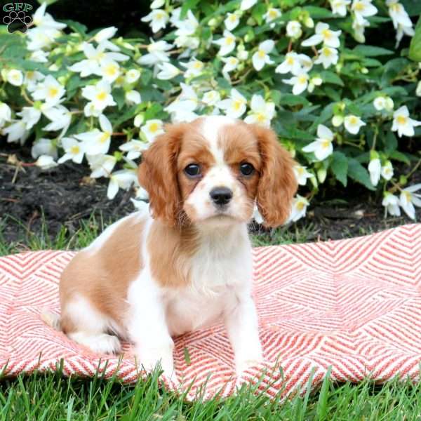 Kip, Cavalier King Charles Spaniel Puppy