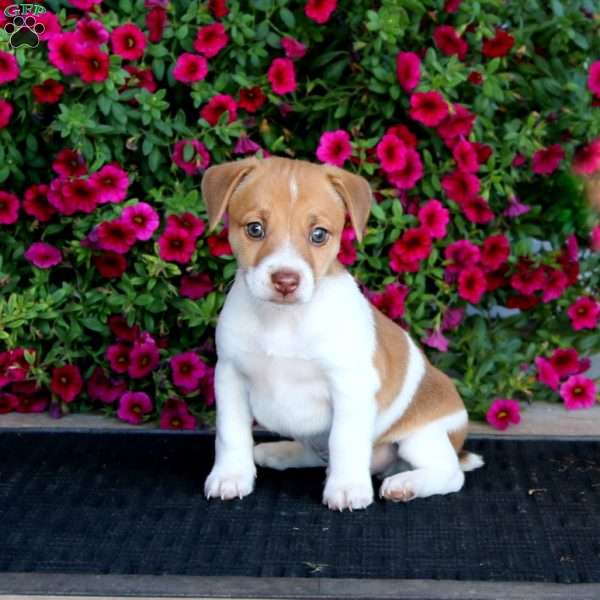 Kip, Jack Russell Mix Puppy