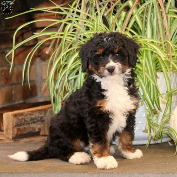 Kip, Mini Bernedoodle Puppy