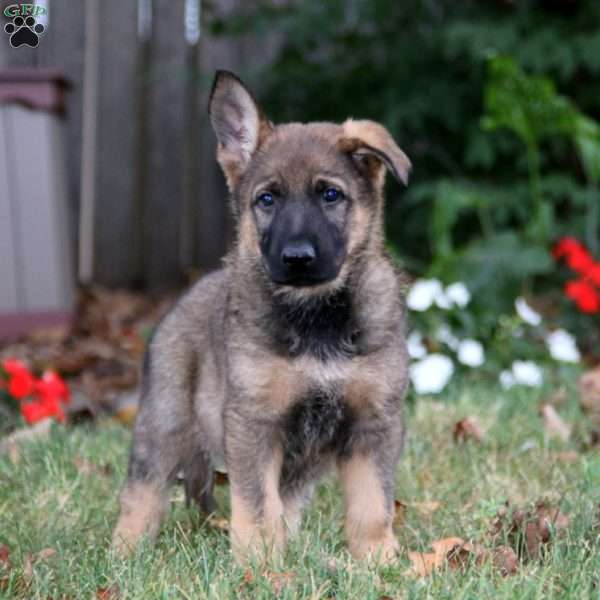 Kip, German Shepherd Puppy