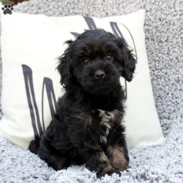 Kiri, Cavapoo Puppy