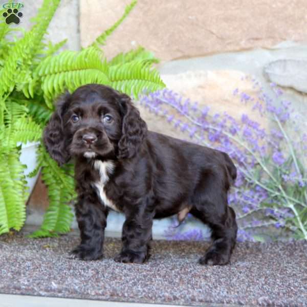 Kirk, Cocker Spaniel Puppy