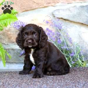 Kirk, Cocker Spaniel Puppy