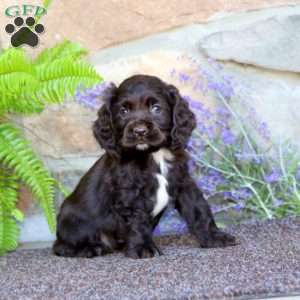 Kirk, Cocker Spaniel Puppy