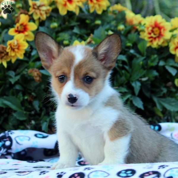 Kirsten, Pembroke Welsh Corgi Puppy