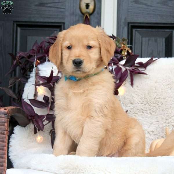 Knox, Golden Retriever Puppy