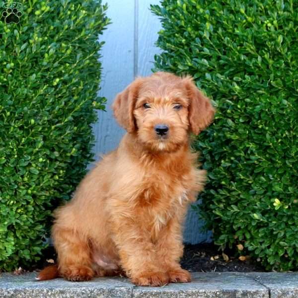 Koda, Labradoodle Puppy