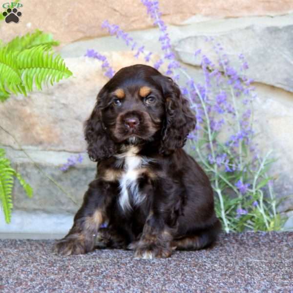 Kody, Cocker Spaniel Puppy