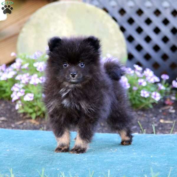 Kody, Pomeranian Puppy