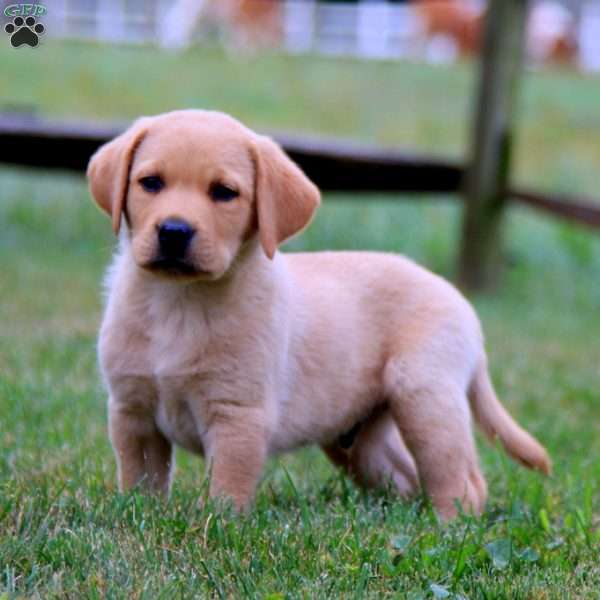 Kody, Fox Red Labrador Retriever Puppy