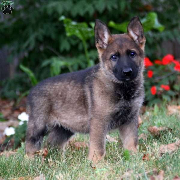 Kody, German Shepherd Puppy