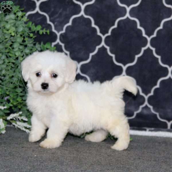 Kody, Bichon Frise Puppy