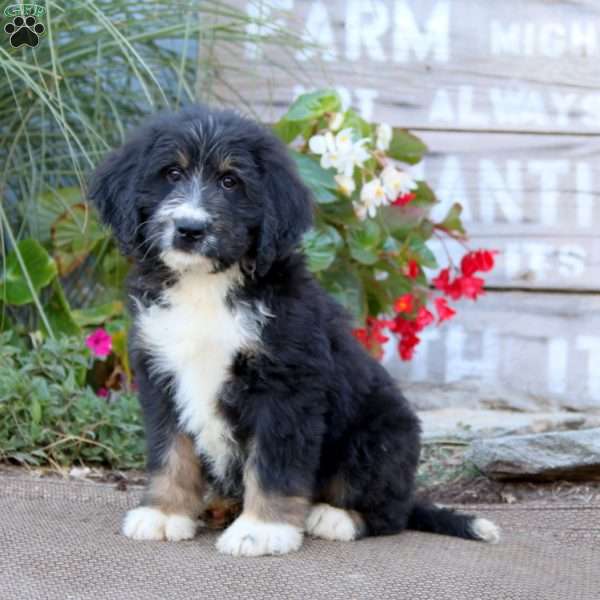 Kody, Bernedoodle Puppy