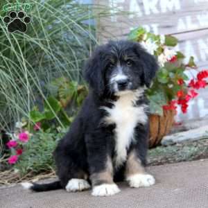 Kody, Bernedoodle Puppy