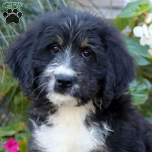 Kody, Bernedoodle Puppy