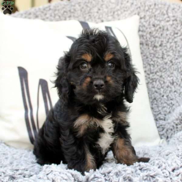 Kolby, Cavapoo Puppy