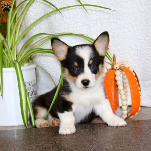 Kolby, Pembroke Welsh Corgi Puppy