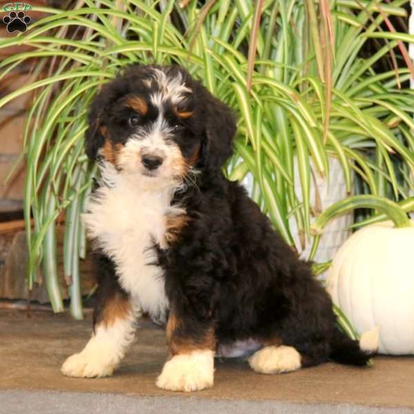 Kolby, Mini Bernedoodle Puppy