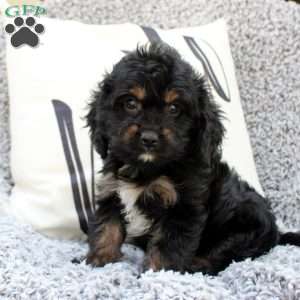 Kolby, Cavapoo Puppy