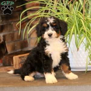 Kolby, Mini Bernedoodle Puppy