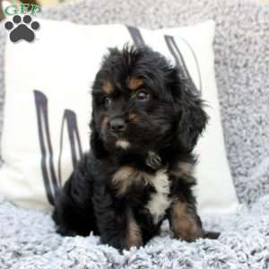 Kolby, Cavapoo Puppy