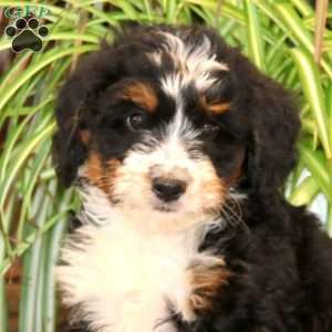 Kolby, Mini Bernedoodle Puppy