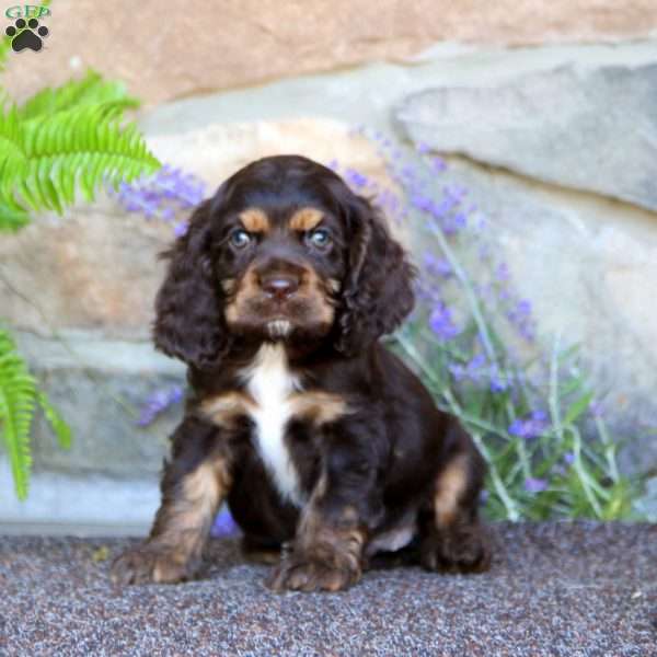 Kolton, Cocker Spaniel Puppy