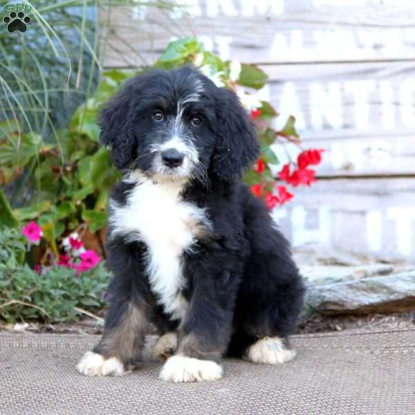 Kolton, Bernedoodle Puppy