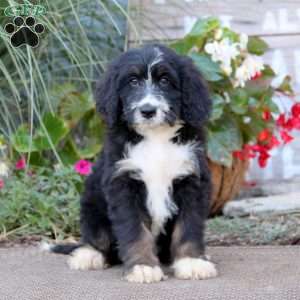 Kolton, Bernedoodle Puppy