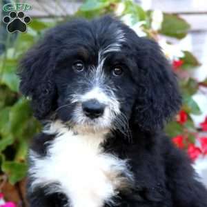 Kolton, Bernedoodle Puppy