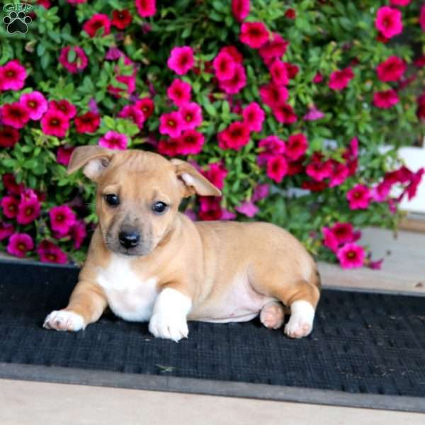 Kona, Jack Russell Mix Puppy