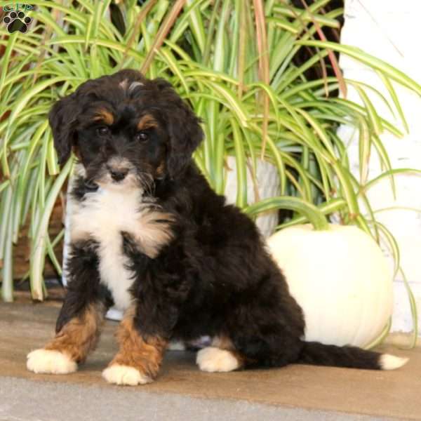 Kookie, Mini Bernedoodle Puppy