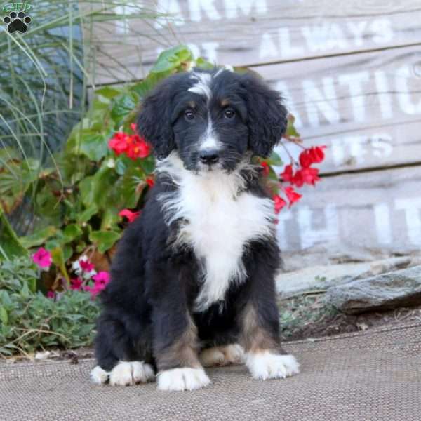 Kookie, Bernedoodle Puppy