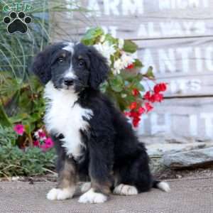 Kookie, Bernedoodle Puppy