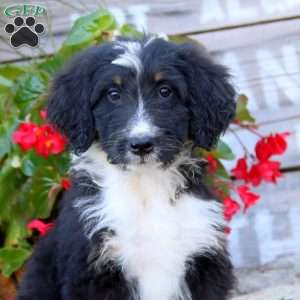 Kookie, Bernedoodle Puppy