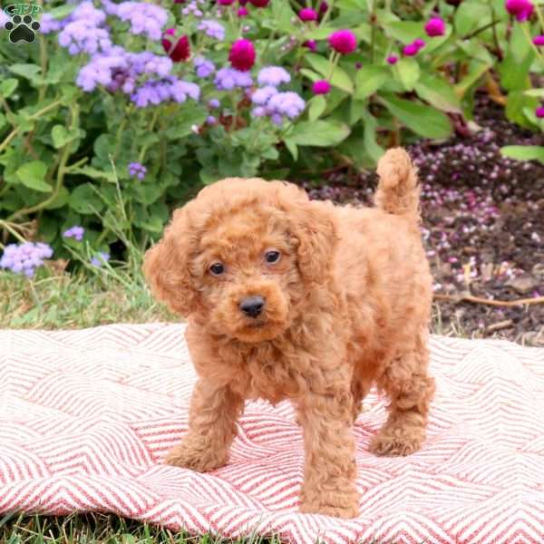 Kramer, Miniature Poodle Puppy