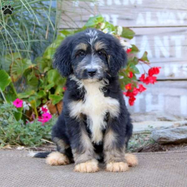 Krissy, Bernedoodle Puppy